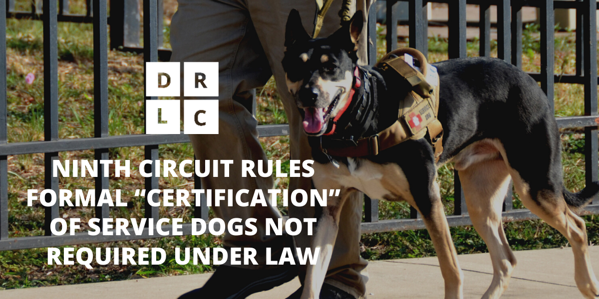 NINTH CIRCUIT RULES FORMAL “CERTIFICATION” OF SERVICE DOGS NOT REQUIRED UNDER LAW. DRLC logo and capitalized san serif white font over image of service dog, wearing harness, looking at camera, walking in front of man, pictured from the waist down.