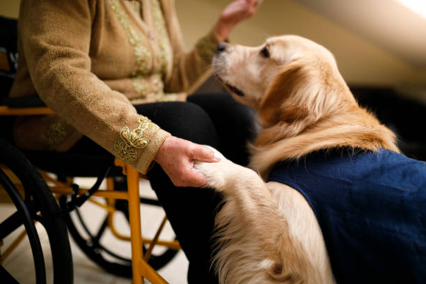 Golden retriever in service dog vest puts paw in hand of woman in wheelchair.