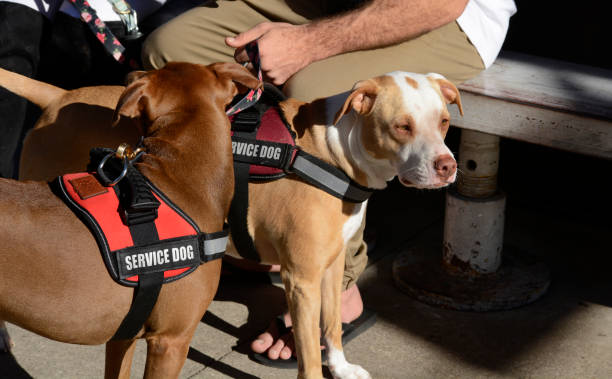 2 brown dogs wearing red service dog vests.