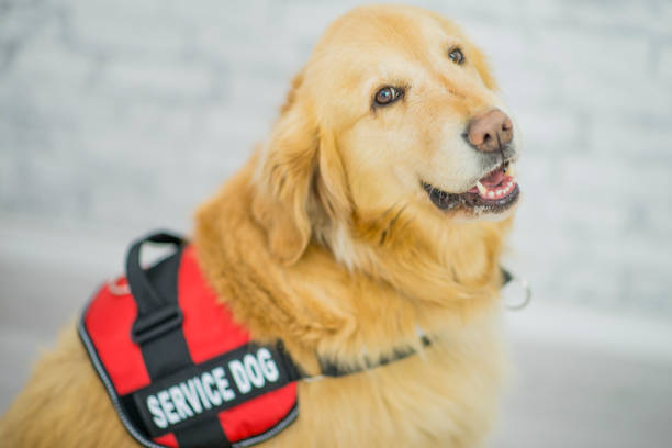 A golden retriever dog is wearing a service dog vest.